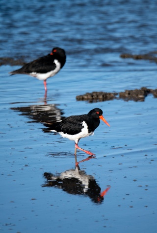 Pied oystercatchers david clode unsplash
