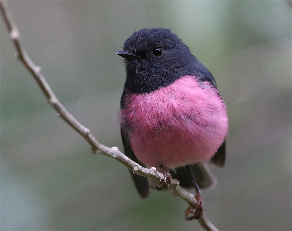 Pink robbin Kim Murray