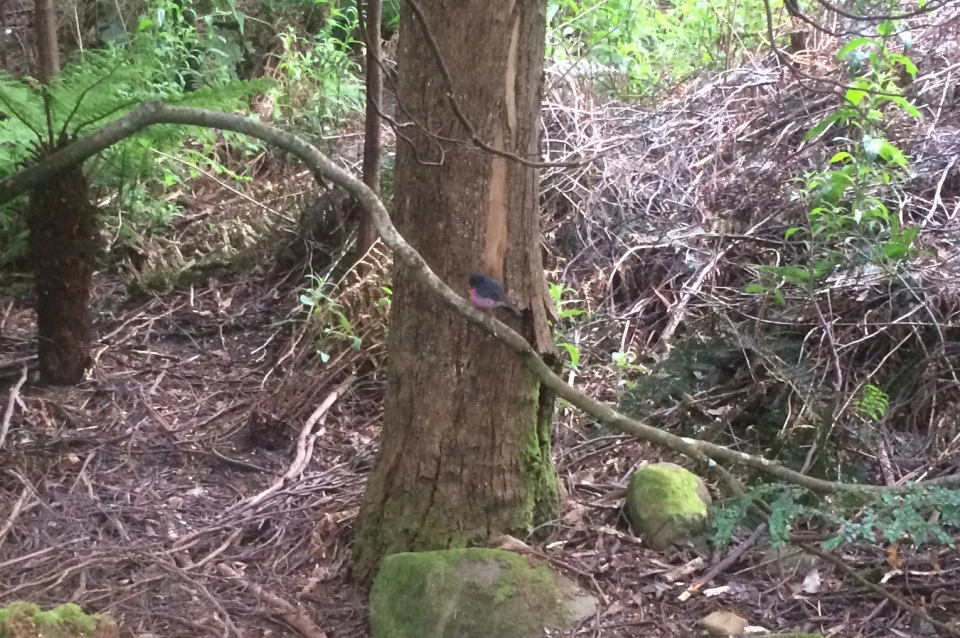 Pink Robin Tasmania