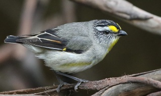 Striated pardalote3 Kim Murray
