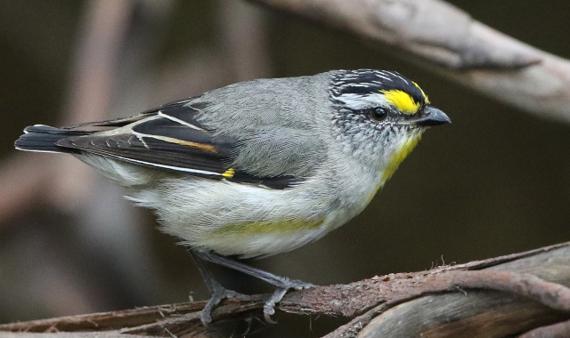 Striated pardalote3 Kim Murray