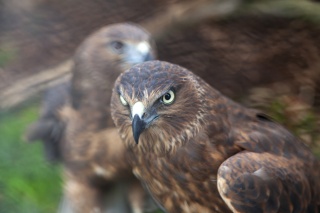 Dan Broun Swamp Harrier