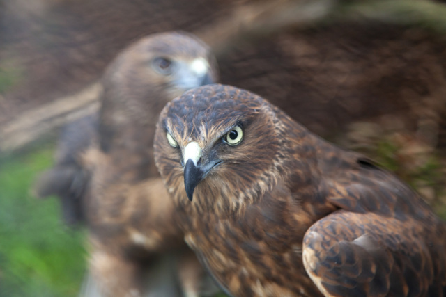 Dan Broun Swamp Harrier