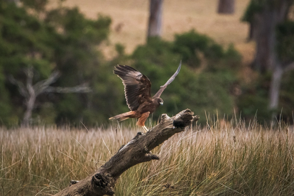 Swamp harrier Leven River 0636 by Tilde Bergstrom