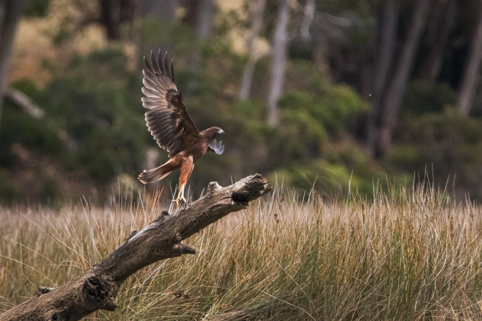 Swamp harrier Leven River 0638 by Tilde Bergstrom