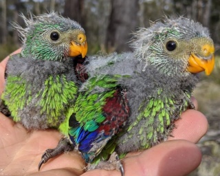 Difficult Bird Research Group Cat Young