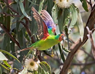 Swift Parrot Bruny Kim Murray