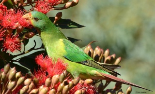 Swift parrot1 Kim Murray