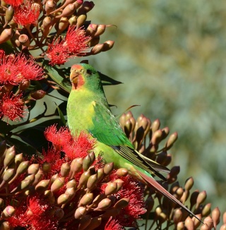 Swift parrot2 Kim Murray