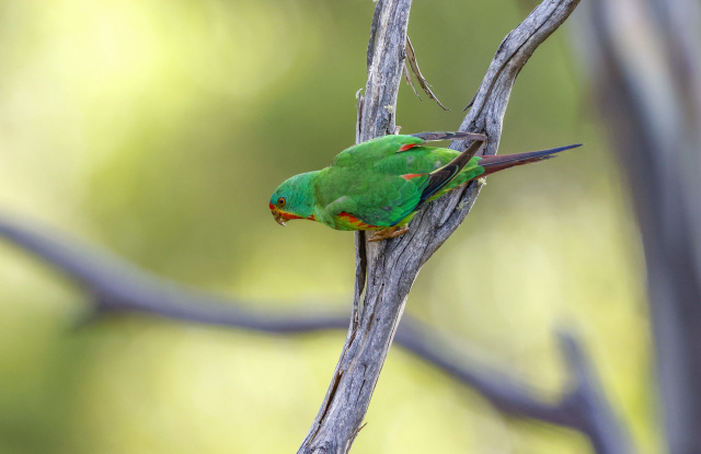 Swift Parrot profile Rob Blakers