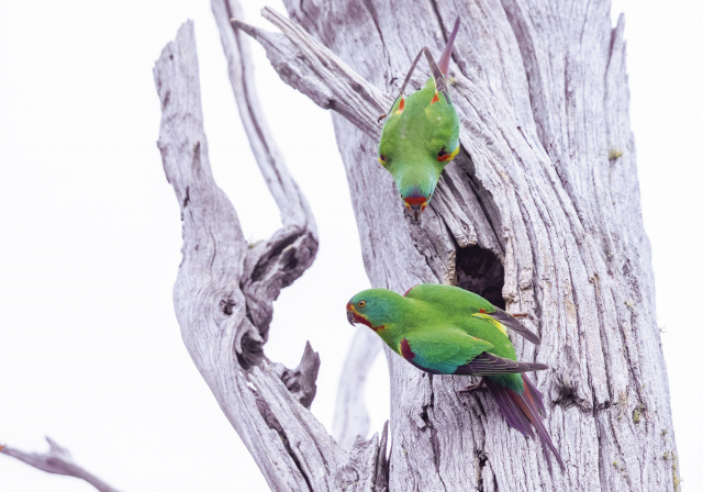 Swift Parrots in Hollows Rob Blakers