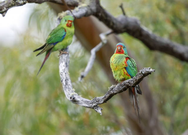 Swift Parrots on Branch Rob Blakers
