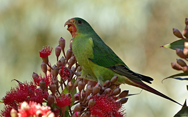 Swift parrot Kim Murray