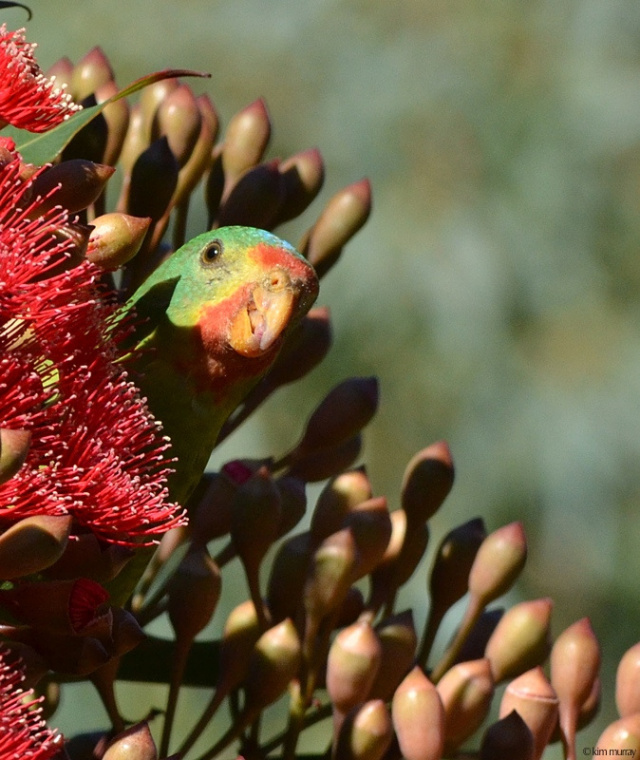 Swift parrot4 Kim Murray