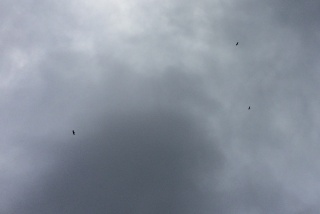 Tasmanian Wedge-Tailed Eagles