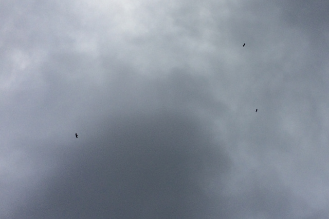 Tasmanian Wedge-Tailed Eagles