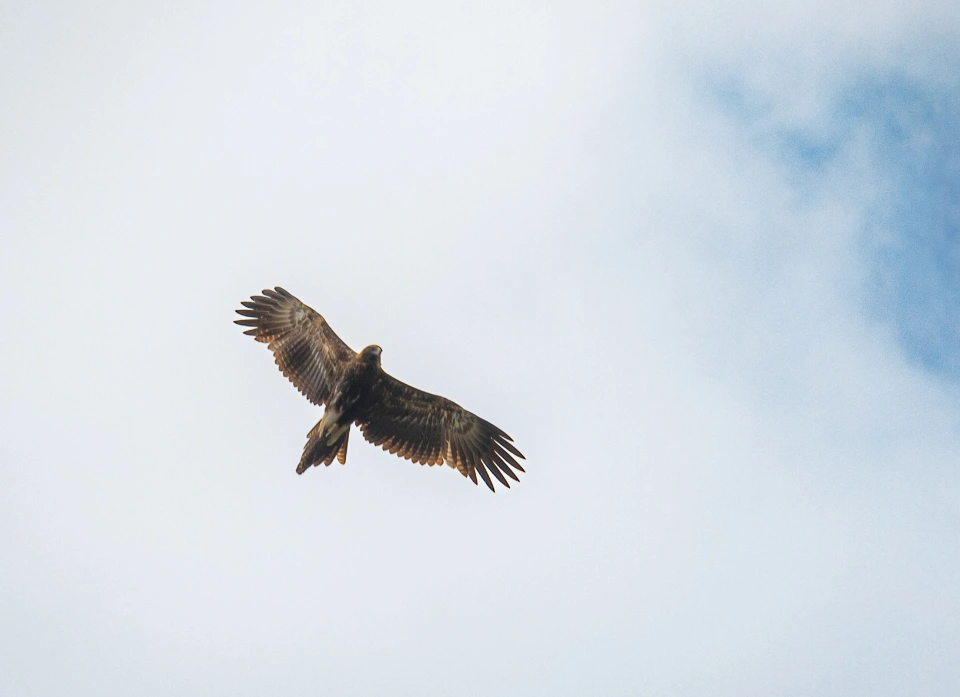Wedge tailed Eagle Dan Broun