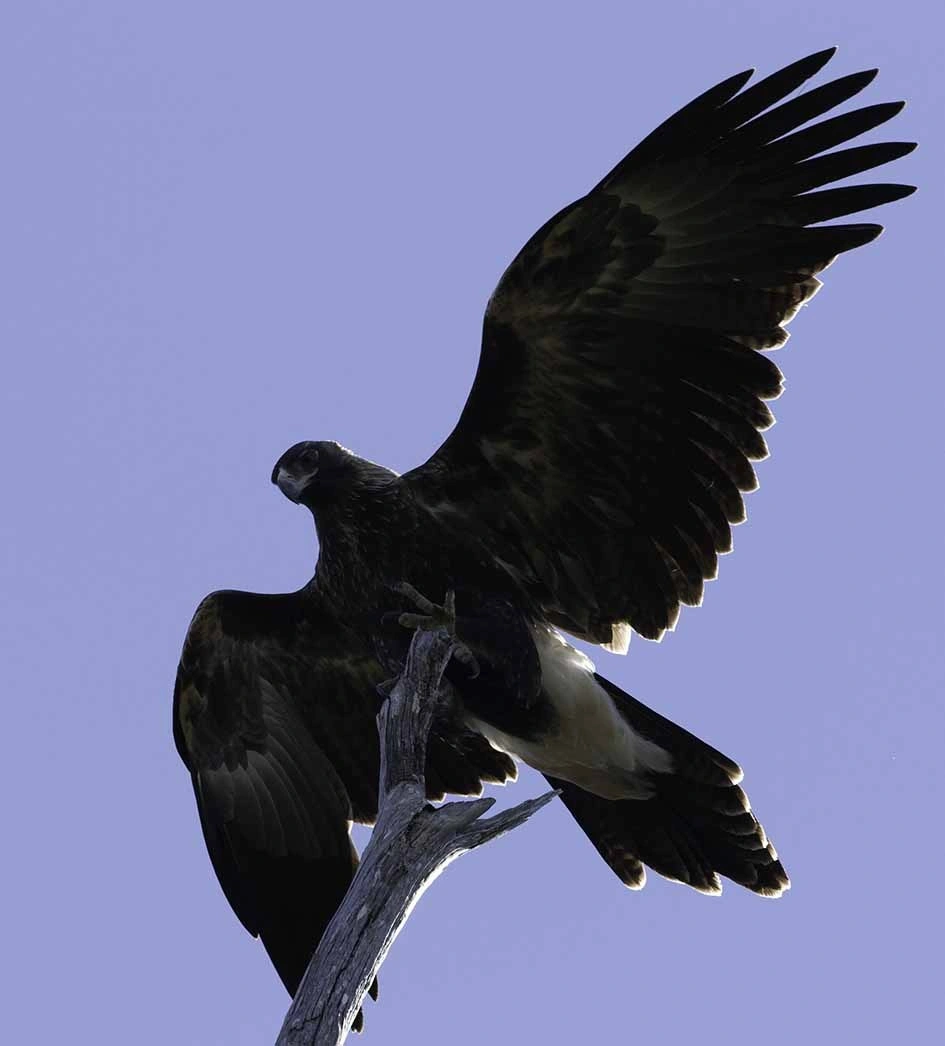 Tasmanian Wedgetailed Eagle Kim Murray