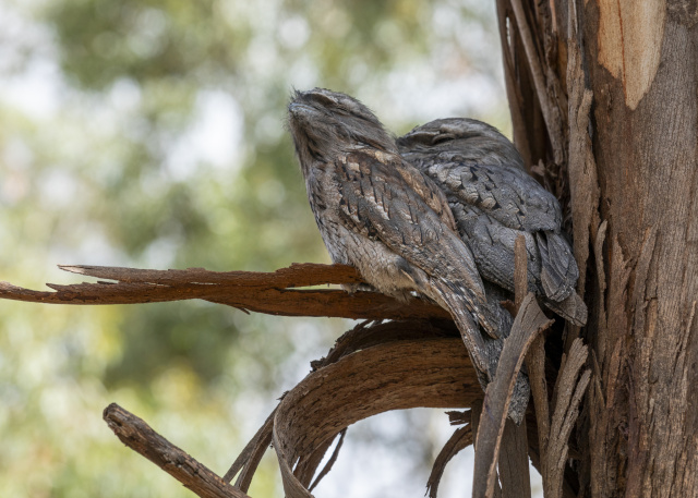 Dan Broun Tawny Frogmouth