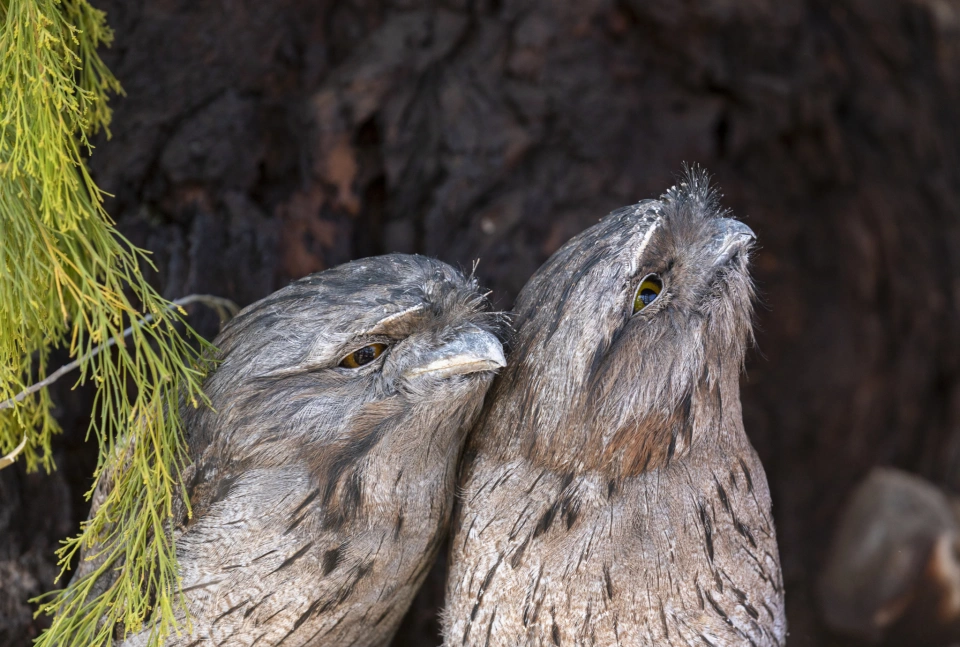 Dan Broun Tawny Frogmouth2