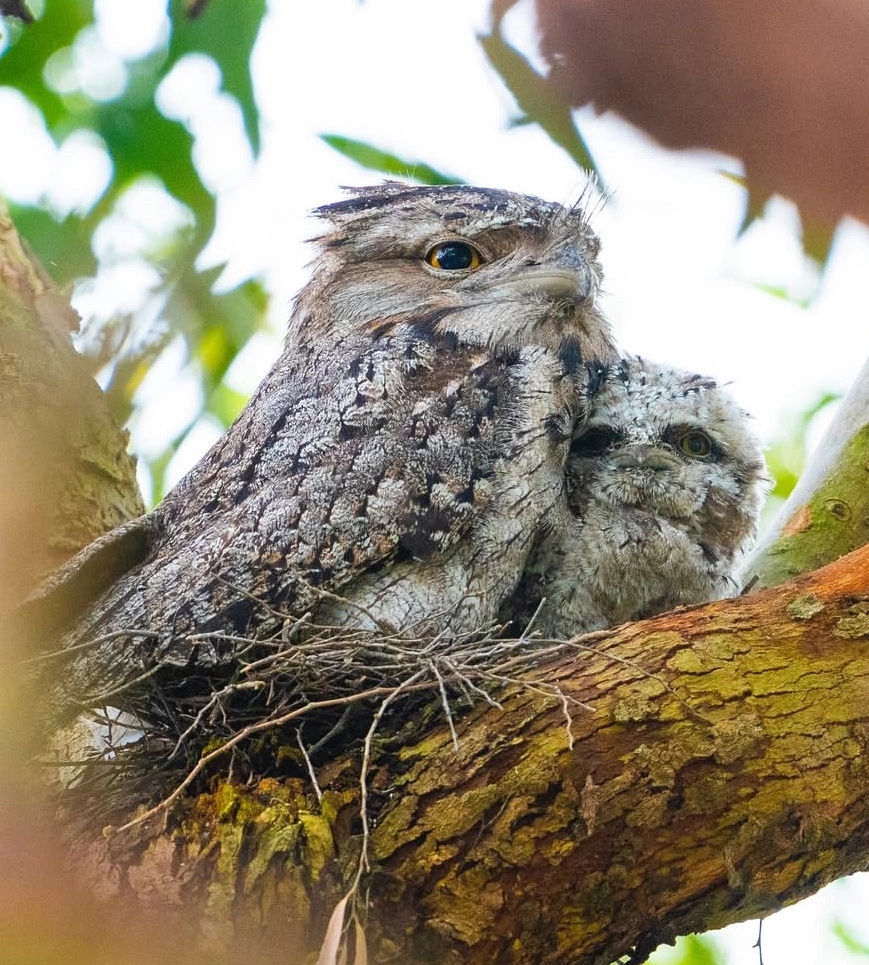 Tawny Frogmouth and Chick Marcio Conrado