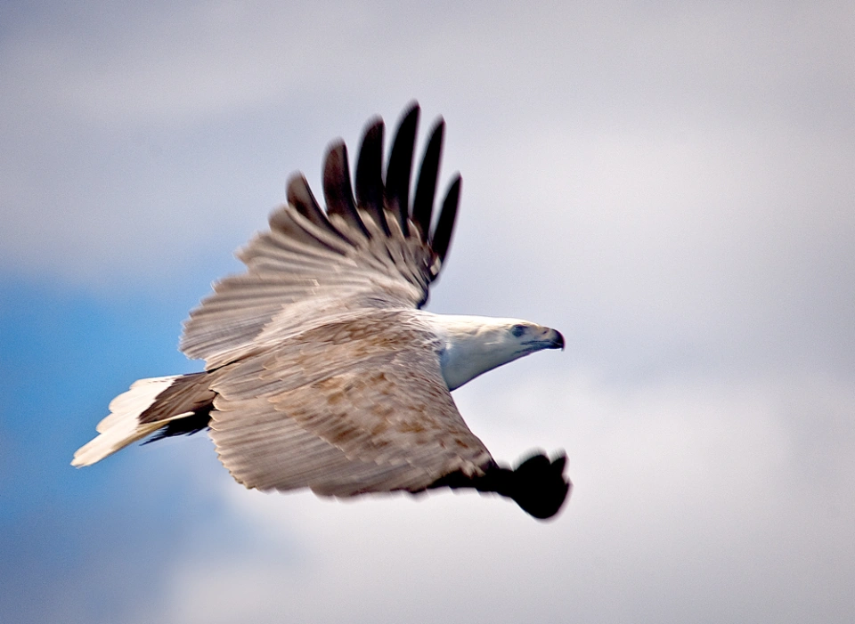 White Bellied Sea Eagle 22 Sky Knight22 Warwick Berry