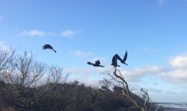 Yellow Tailed Black Cockatoos in the wind