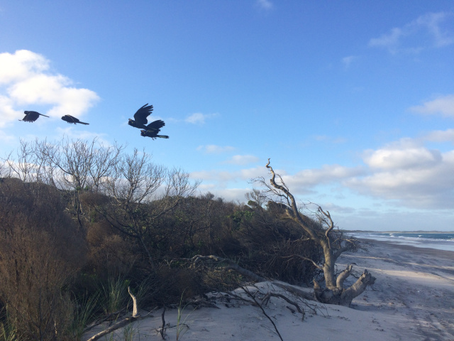 Yellow-Tailed Black Cockatoos