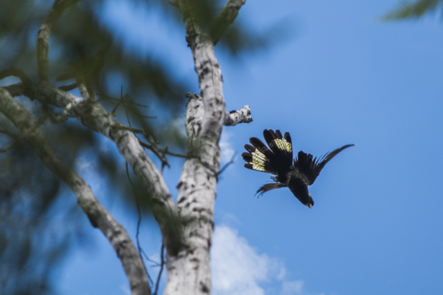 Yellow tailed black cockatoo Leven Canyon 0200 by Tilde Bergstrom