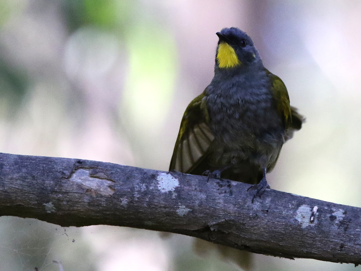 yellow_throated_honeyeater2-Kim-Murray.jpg (1200×900)