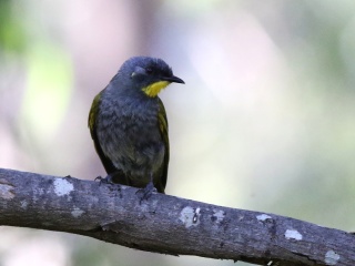 Yellow throated honeyeater1 Kim Murray