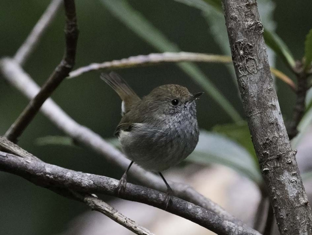 Tasmanian thornbill Kim Murray