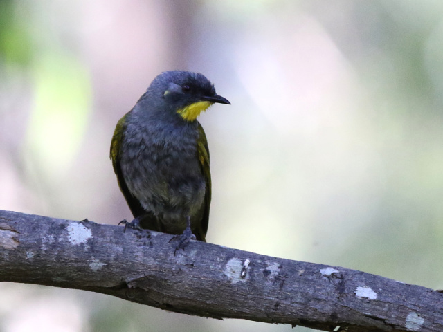 Yellow throated honeyeater1 Kim Murray