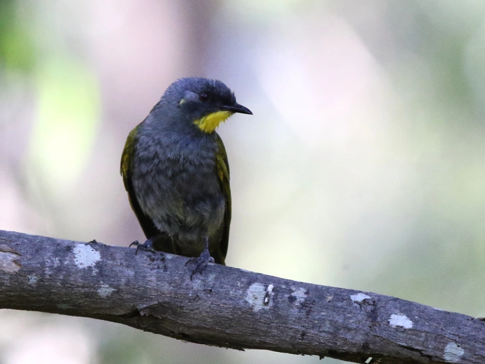 Yellow throated honeyeater1 Kim Murray