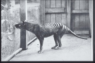 Postcard of 'Tasmanian Marsupial Wolf' - the Thylacine. Hobart Zoo c. 1928 (G.P. Whitley Papers Australian Museum Archives). AMS139/4/20/1. Image: Harry Burrell