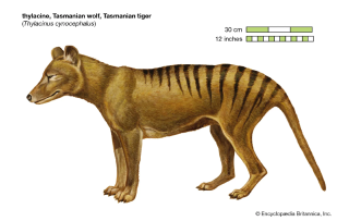 thylacine source encyclopedia britannica