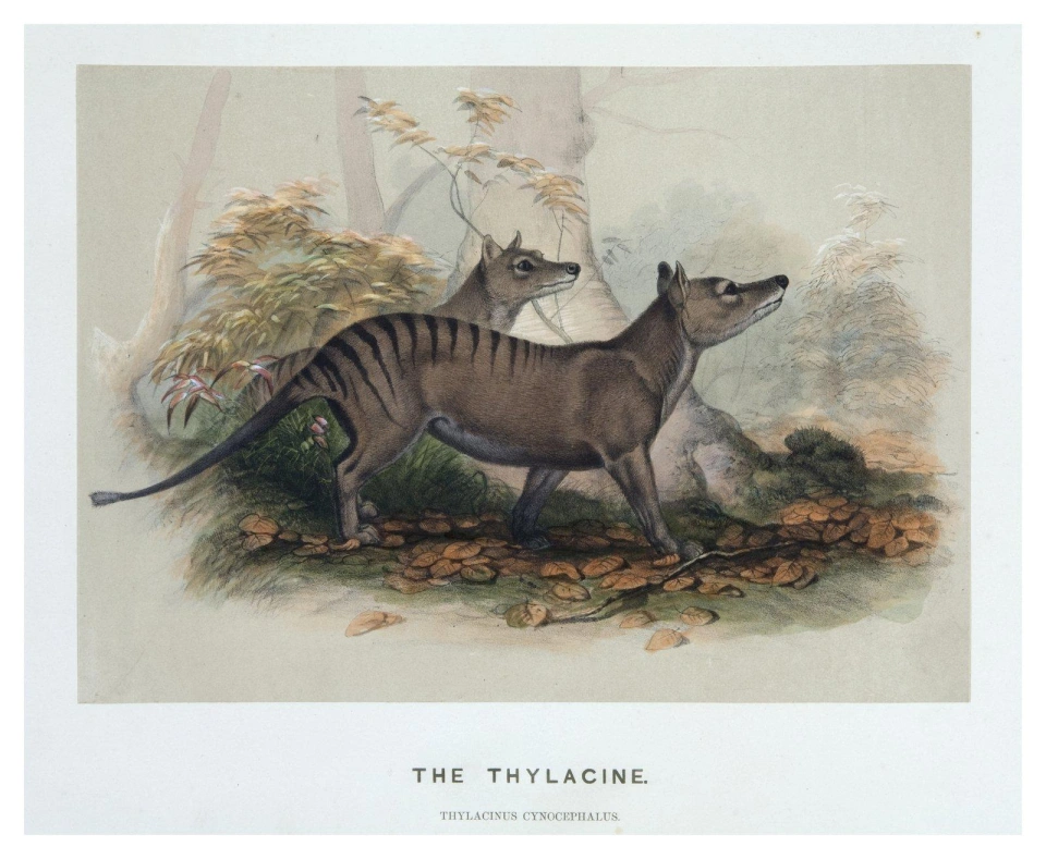 Thylacine from Joseph Wolf's Zoological Sketches. 1861.  Image: Leone Lemmer