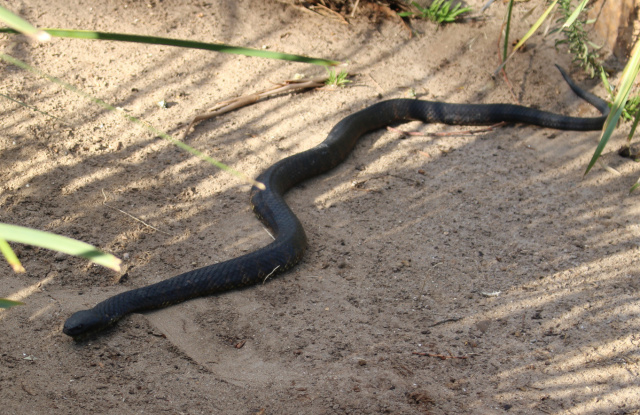 Tiger Snake Black