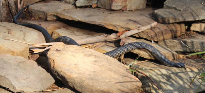 Tiger-Snake-Tasmania.jpeg (700×318)