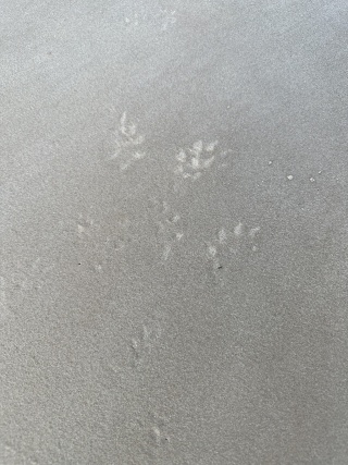 Water Rat footprints sand