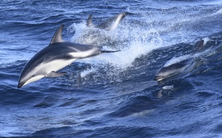 Dusky Dolphin Eric Woehler