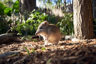 Potoroo fidel fernando