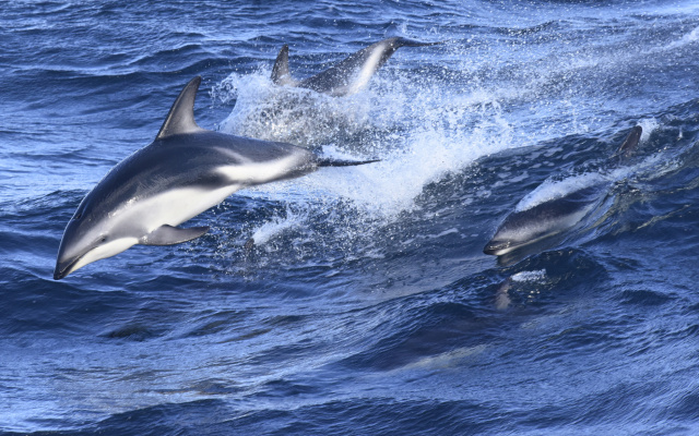 Dusky Dolphin Eric Woehler