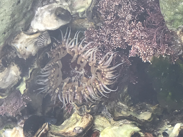 Sea Anemone