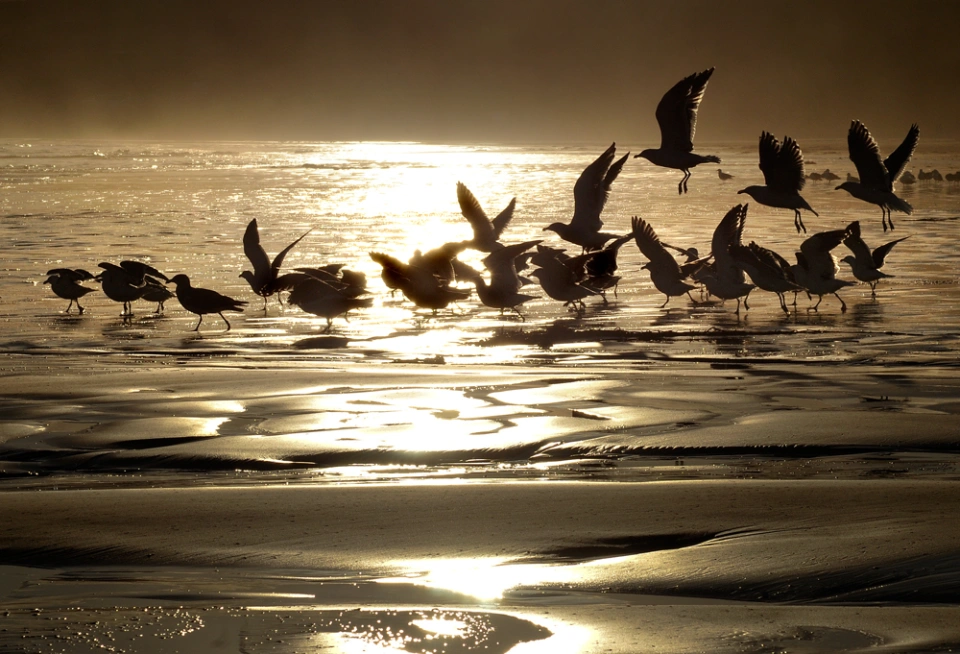 Gulls at Cloudy Bay Warwick Berry