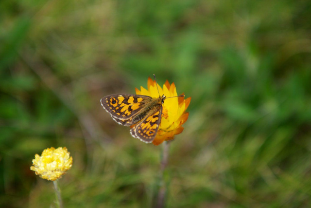 Vale Butterfly Open Day 2013 022 1440x0 c default