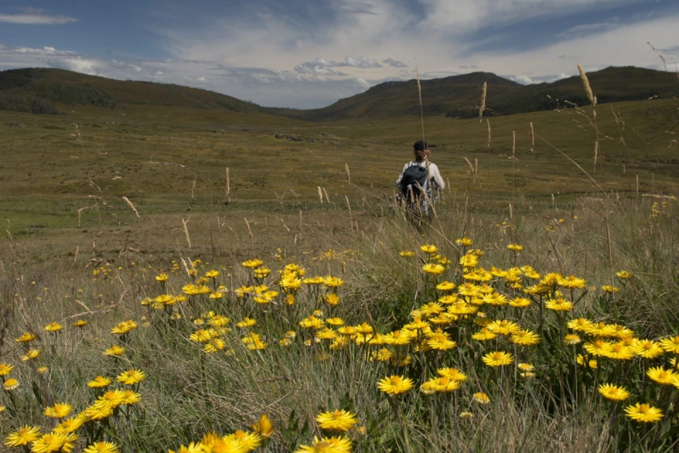 Vale Open landscape flowers 2014 050 1440x0 c default