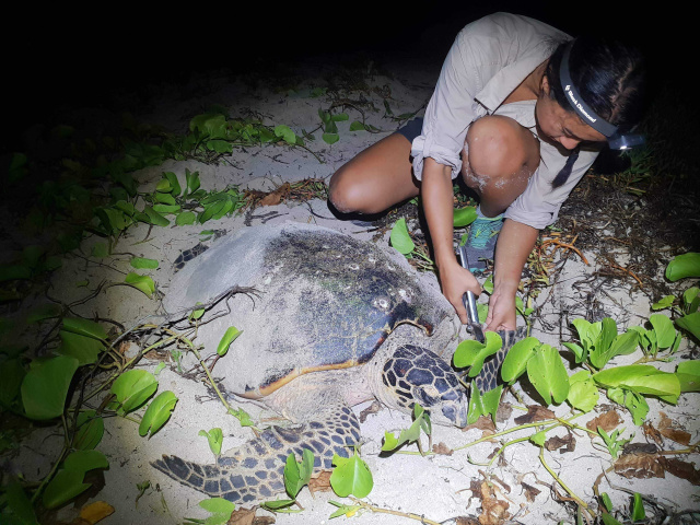 Edith Shum and turtle fieldwork