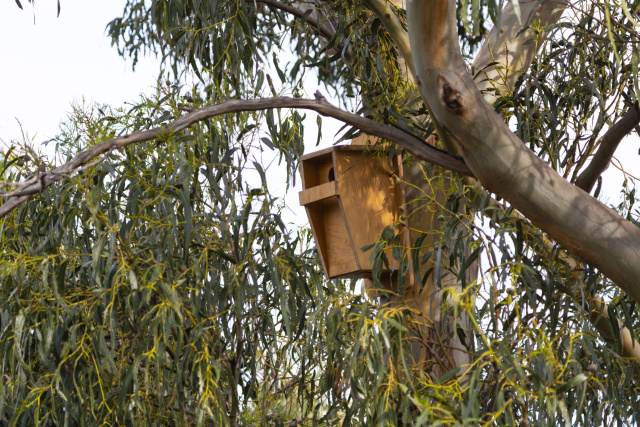 Nestbox 3 marcio conrado