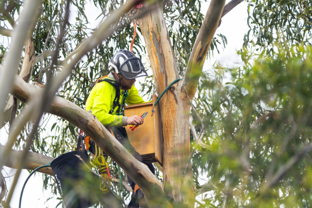 Nestbox 4 marcio conrado